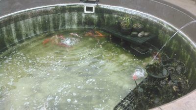 plankton pond algae maintenance