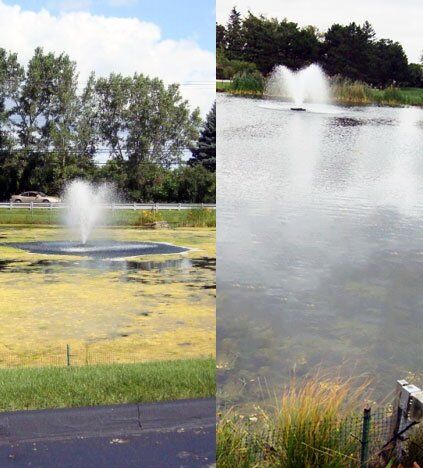 pond weed nutrient control treatment cyanobacteria blue green algae blooms