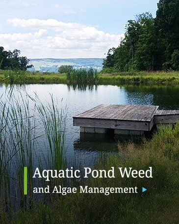 Aquatic Pond Weed Algae Management Treatment Elma, NY