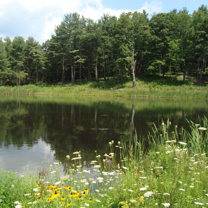 pond weed algae treatment management