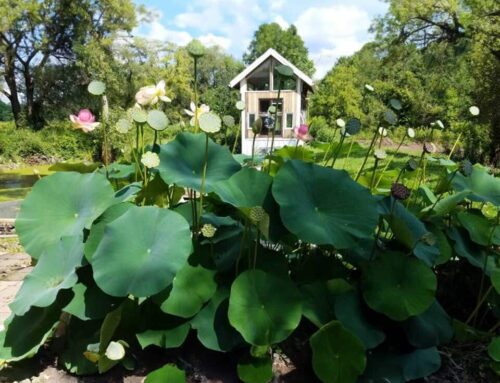 Best Pond Plants for Western New York’s Climate: A Seasonal Guide