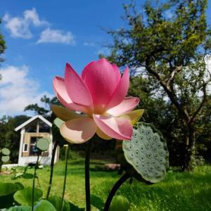 ideal pond plants for western new york