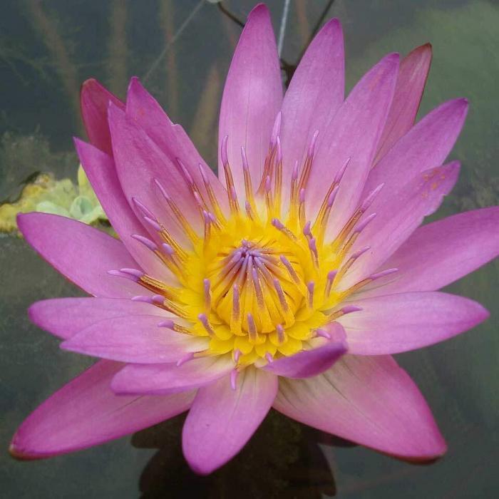 Pond Plants Water Lilies