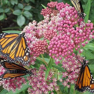 native aquatic plants central new york