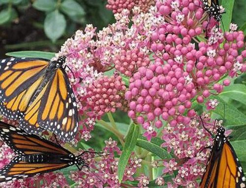 The Benefits of Adding Native Aquatic Plants to Your Pond