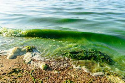 blue green toxic algal bloom