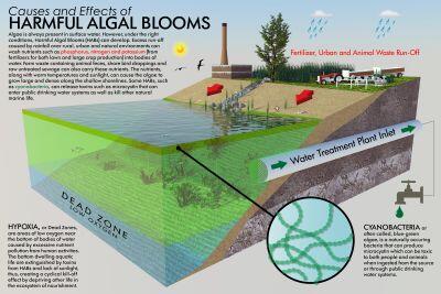 harmful algal blooms diagram