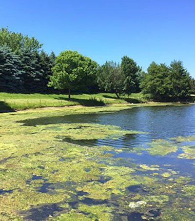 pond lake algae mitigation