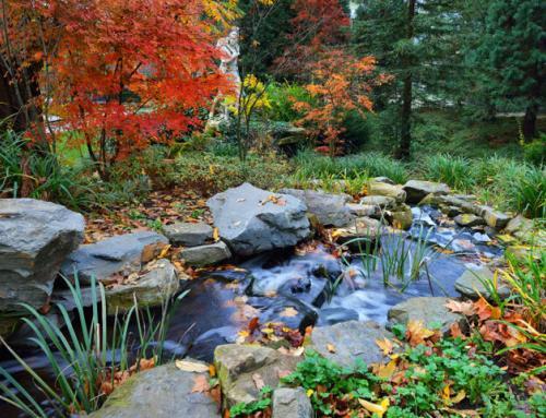 Considering a Water Feature?