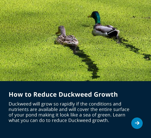How to reduce Duckweed growth in your Pond