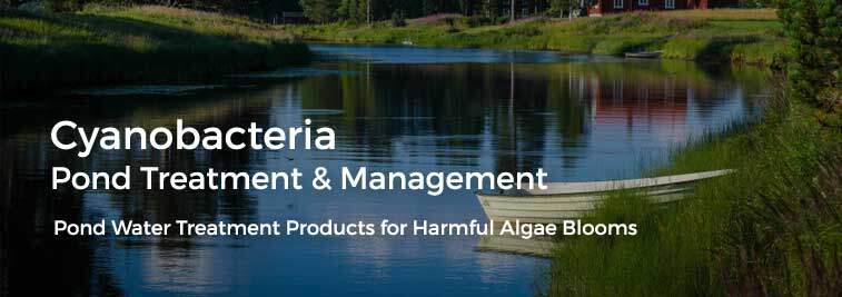 cyanobacteria pond water treatment harmful algae blooms