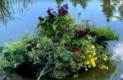 planting water plants in your pond