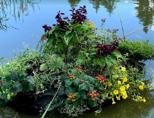 Planting & Transplanting Water Plants in Your Pond