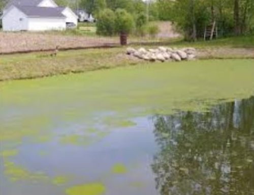 Backyard Pond Cyanobacteria Bloom Treatment | Pond Maintenance