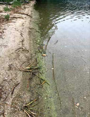 pond surface algae bloom