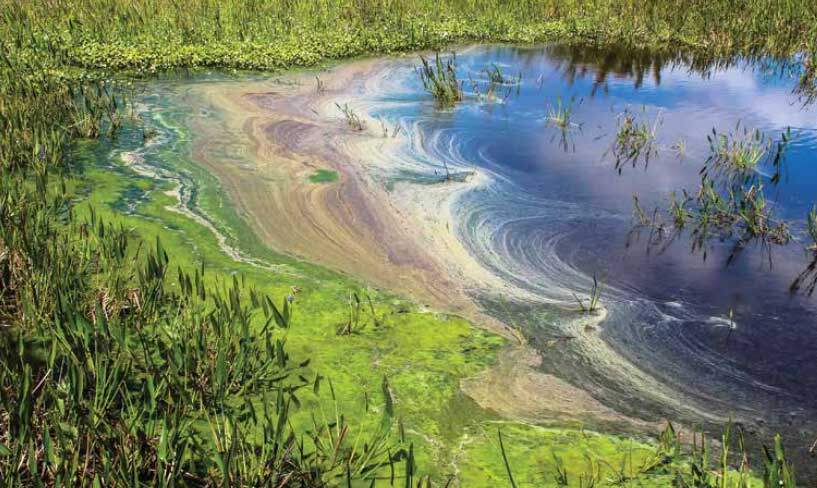 pond water surface scum cyanobacterial algae bloom