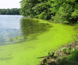 Cyanobacteria harmful blue green algae testing treatment