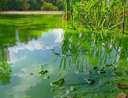 Cyanobacterial Blooms – What Are They & How to Test for Them