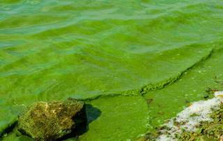 Cyanobacterial Blooms Testing and Treatment
