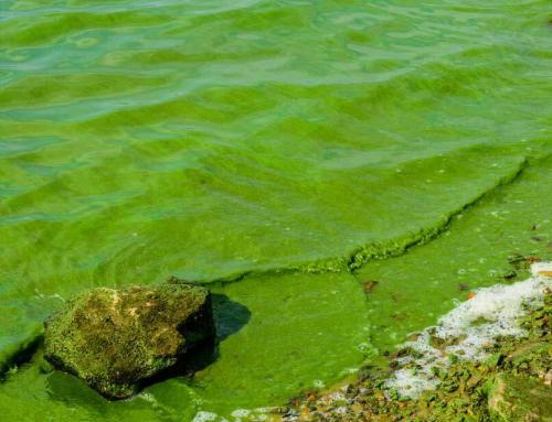 What is Cyanobacteria Blooms?