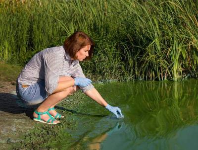 cyanobacteria bloom testing