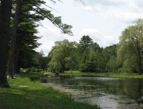 Common Pond Problems in Upstate New York & How to Solve Them