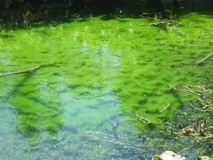 Pond Cyanobacteria Blooms - Dangerous to animals and humans