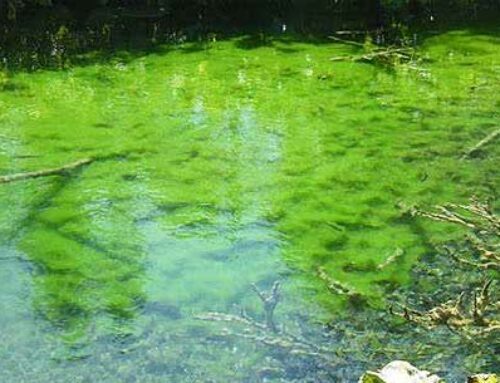 Pond Cyanobacteria: Facts Nobody Is Talking About