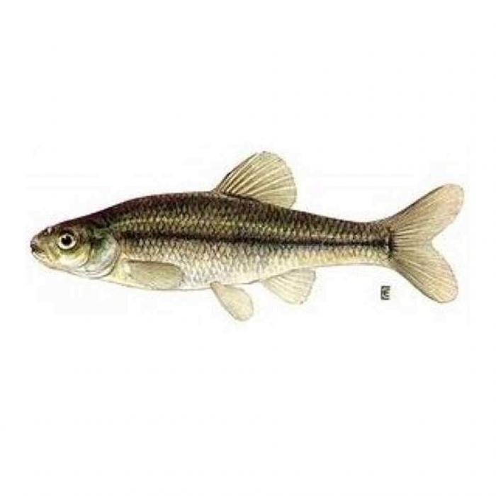 fathead minnow forrage fish water quality