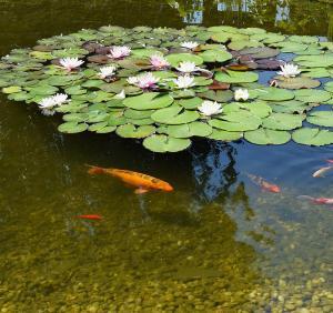 Pond Maintenance Products - pond Repair Supplies