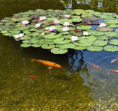 Pond Maintenance Products - pond Repair Supplies