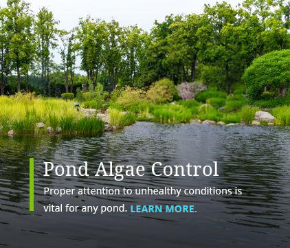 Pond Algae Maintenance and Services - Park City, UT