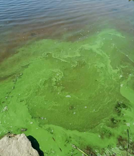 cyanobacteria harmful algae bloom HAB pond water salt lake city utah