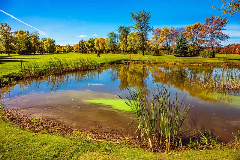 Cyanobacteria, Algee & Muck Removal