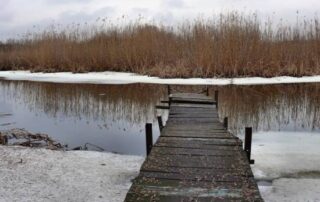 winter pond conditions fish kill