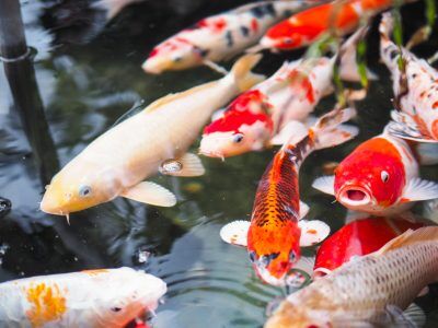 How to Start Your Pond with Koi Fish Eggs - Pond Cleaning Maintenance  Supplies Products