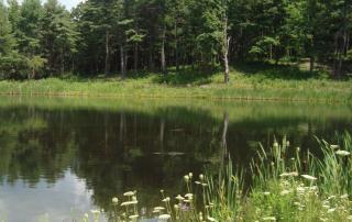 pond weed algae treatment