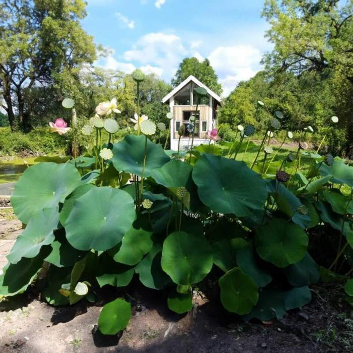 Pond Plants Lotus