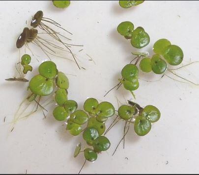 Is Duckweed covering your Pond?