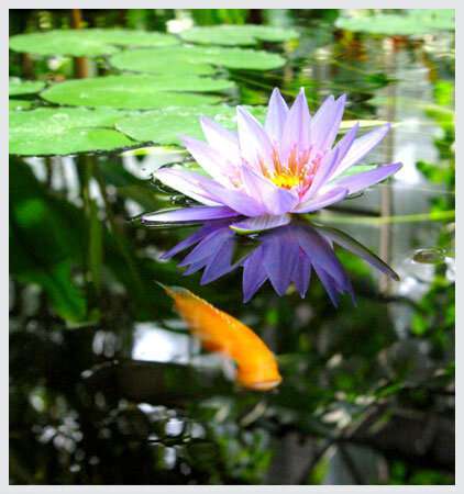 National Pond Clarifier Maintenance Products