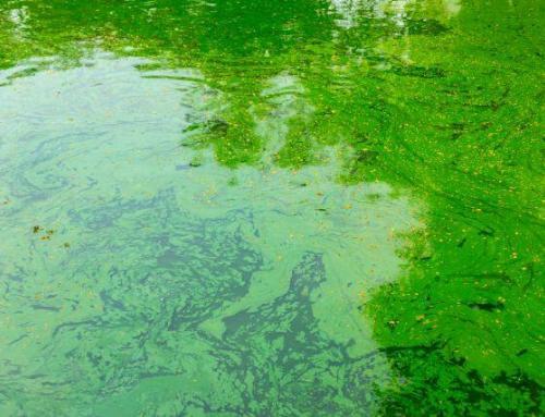 toxic algae bloom