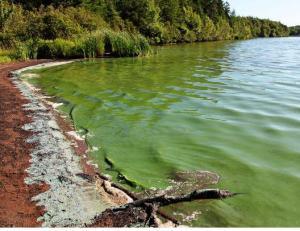 Bloom-forming Cyanobacteria Biomass Test Kit #5 - Pond Cleaning ...