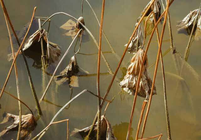 pond oxygen depletion treatment