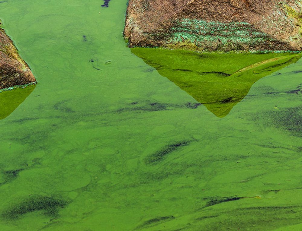 Treating Blue-green Algae Blooms In Your Pond - Pond Cleaning 