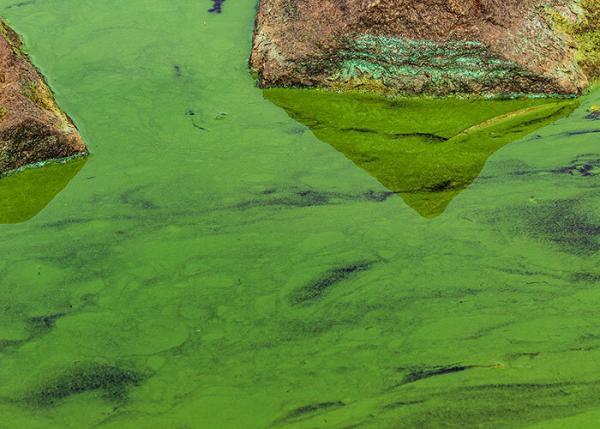 Blue Green Algae in Ponds | Treating Cyanobacteria Harmful Algae Blooms ...