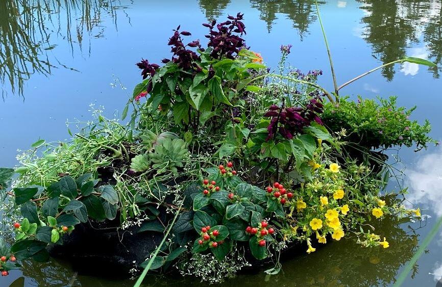 Planting & Transplanting Water Plants in Your Pond