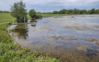 probiotic pond water treatment