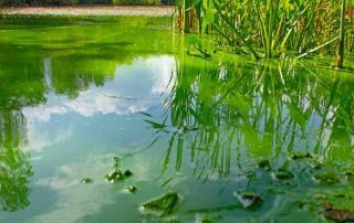 Cyanobacterical Bloom Algea Testing