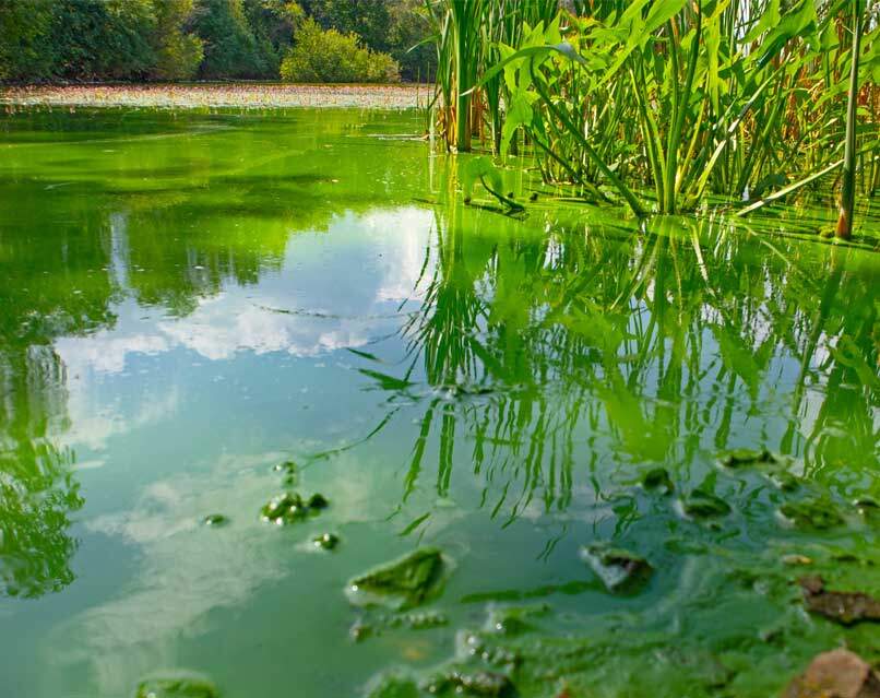 Cyanobacterial Blooms – What Are They & How to Test for Them