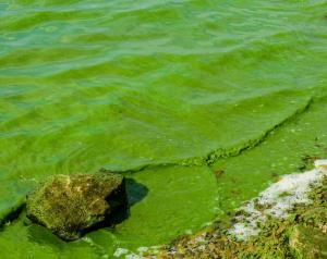 Green Water -- Causes and Cures
